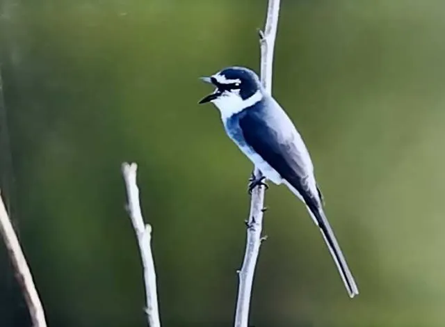 野鳥の写真