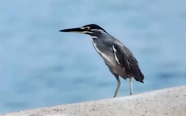 Species Image