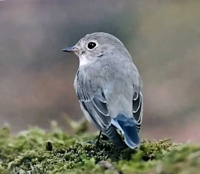 野鳥の写真