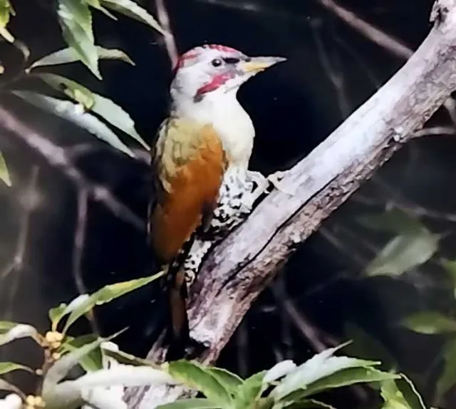 野鳥の写真
