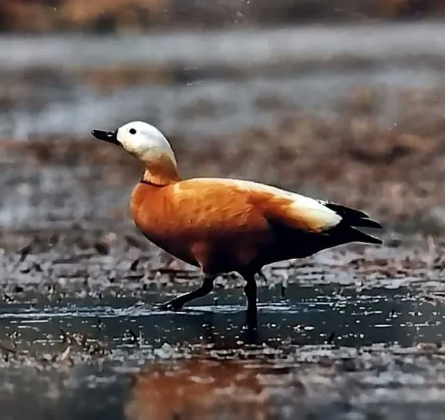 野鳥の写真