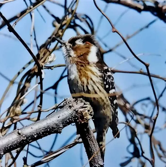 野鳥の写真