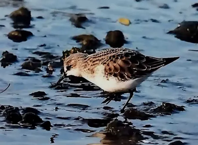 野鳥の写真