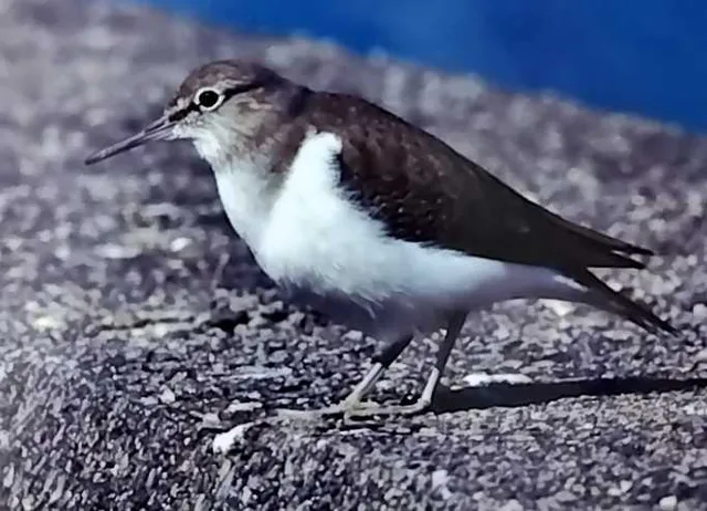 野鳥の写真