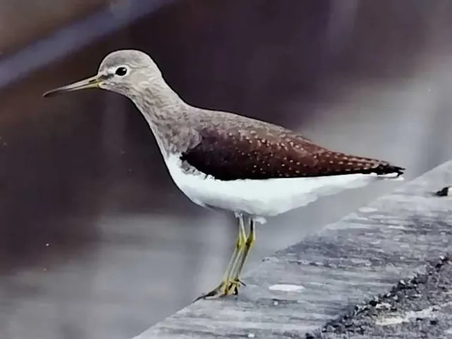 野鳥の写真