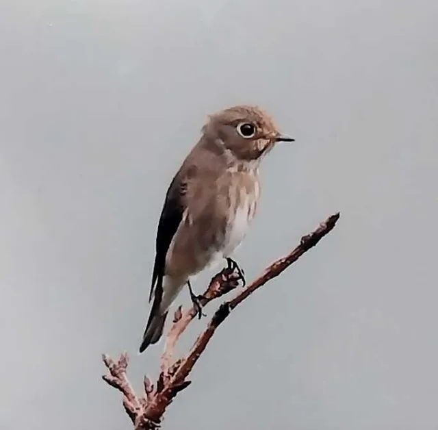 野鳥の写真