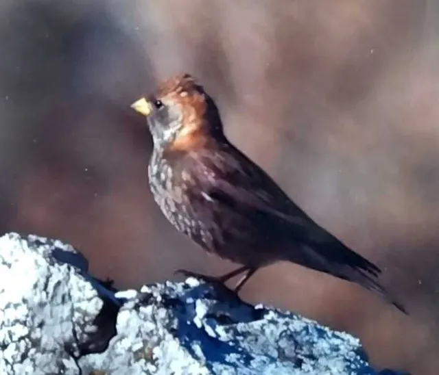 野鳥の写真