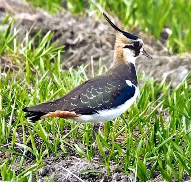 野鳥の写真