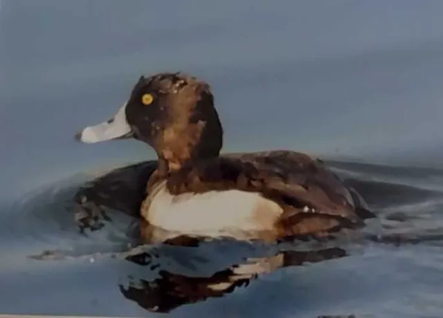 野鳥の写真