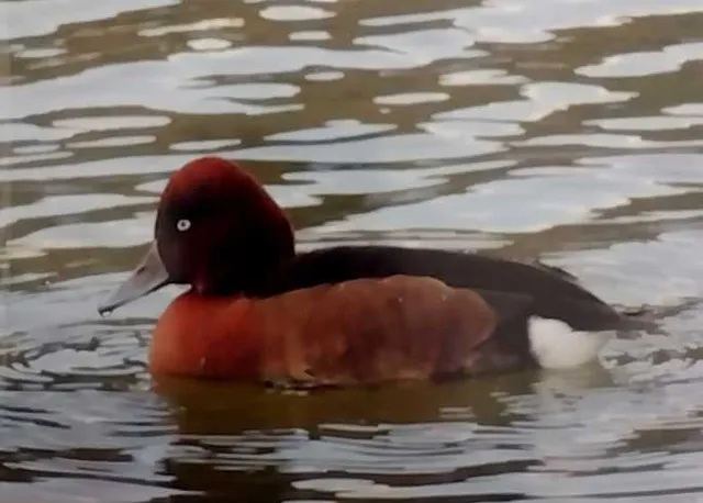 野鳥の写真