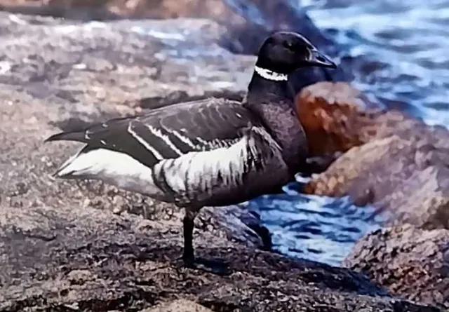 野鳥の写真
