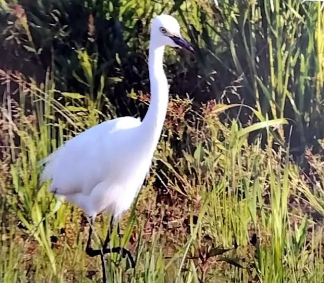 野鳥の写真