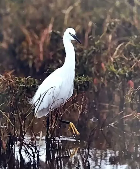 野鳥の写真