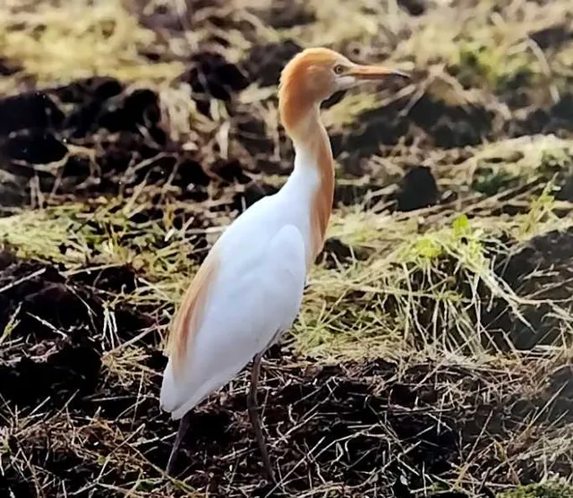 野鳥の写真