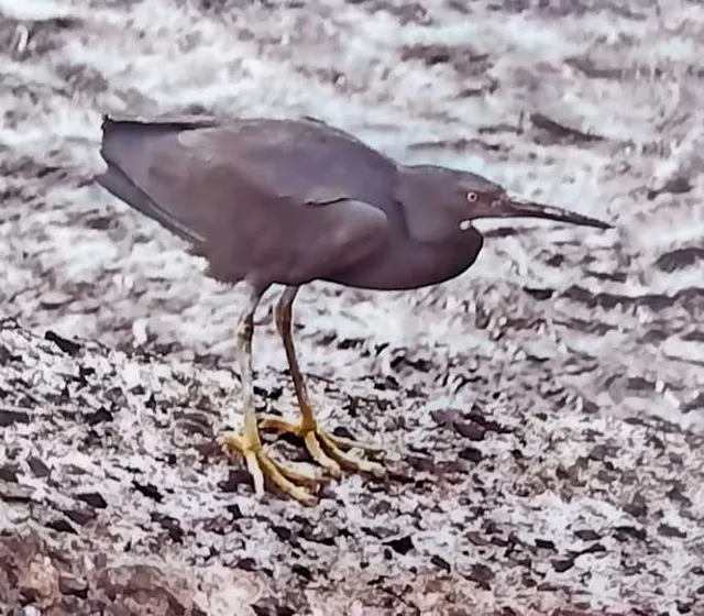 野鳥の写真