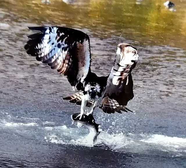 野鳥の写真