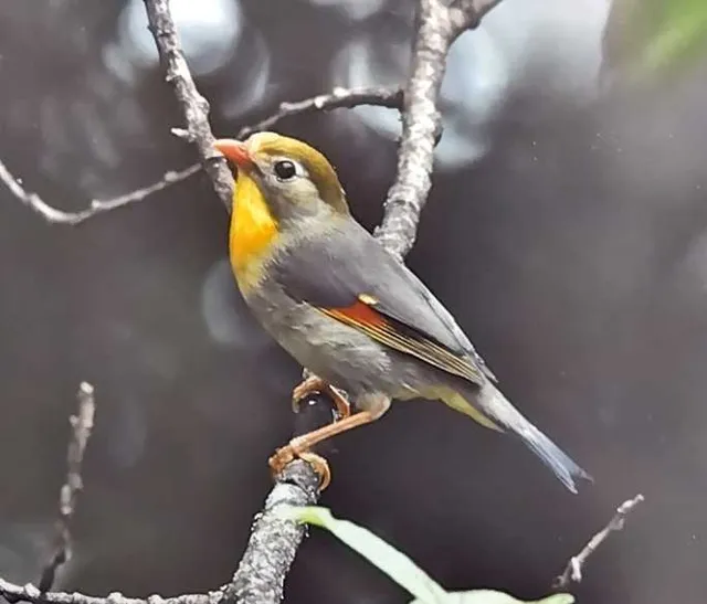 野鳥の写真
