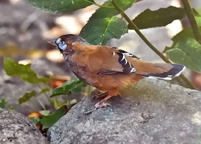 Species Image