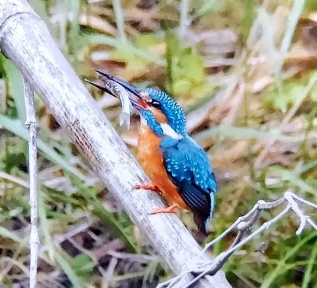 野鳥の写真