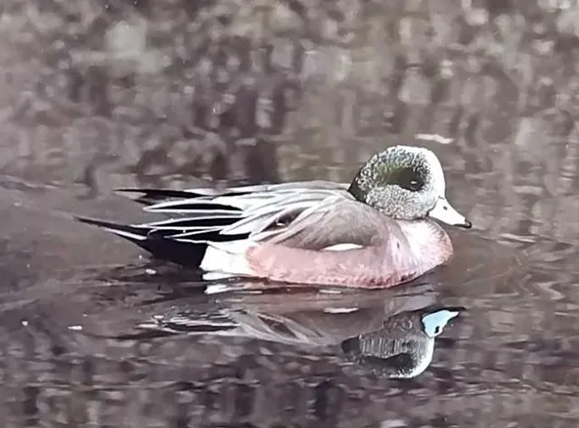 野鳥の写真