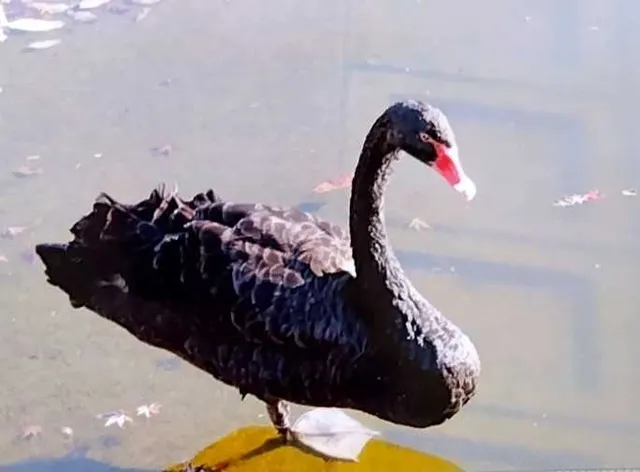 野鳥の写真