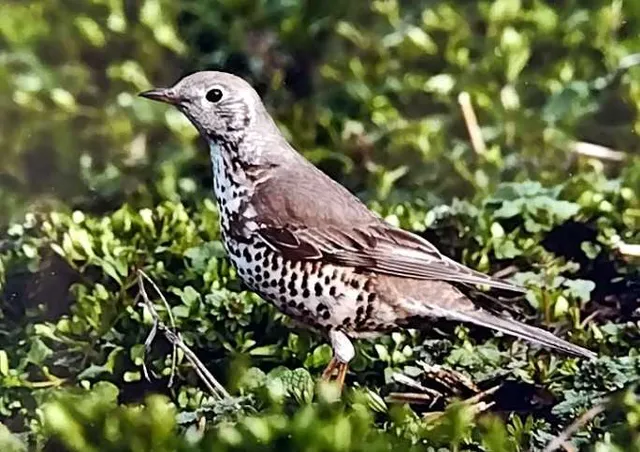Species Image