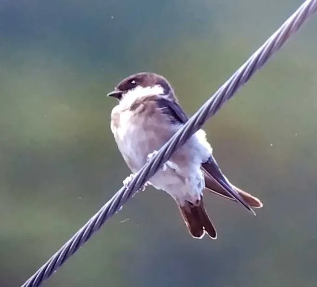 野鳥の写真
