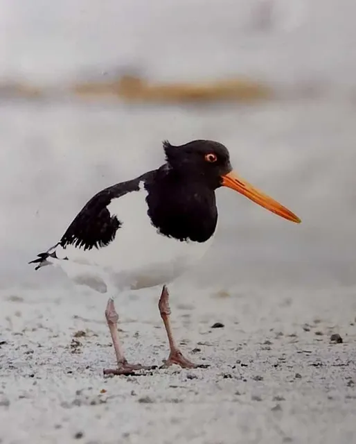 野鳥の写真