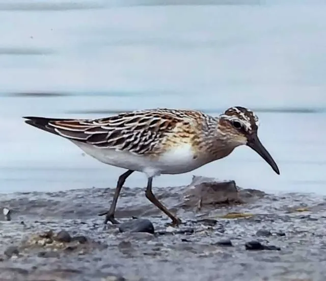 野鳥の写真