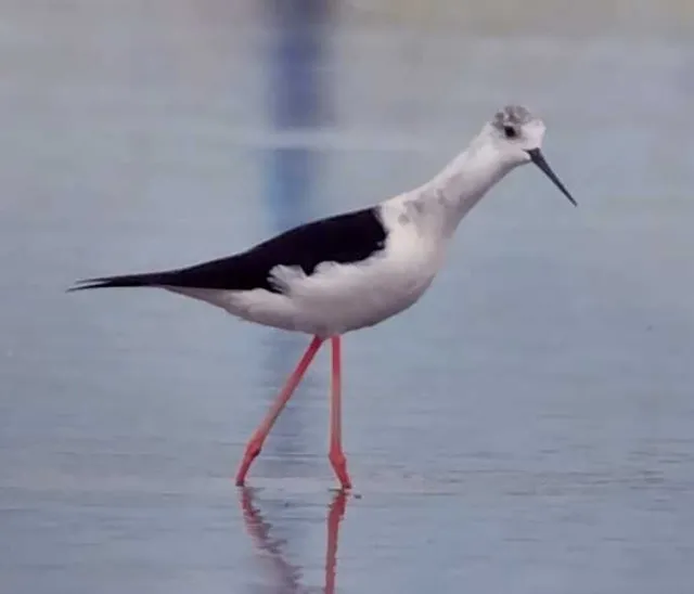 野鳥の写真