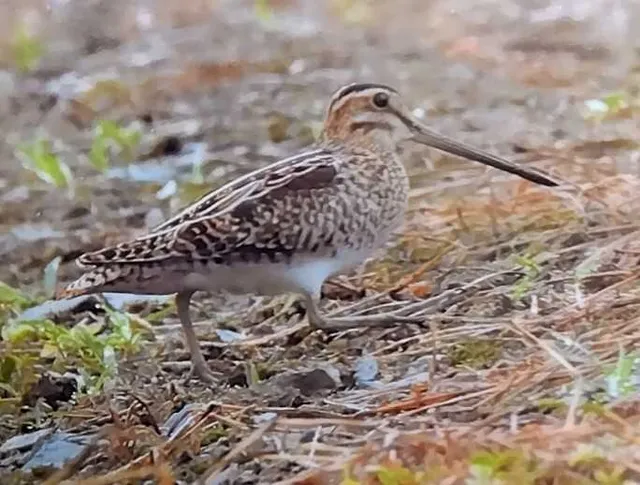 野鳥の写真