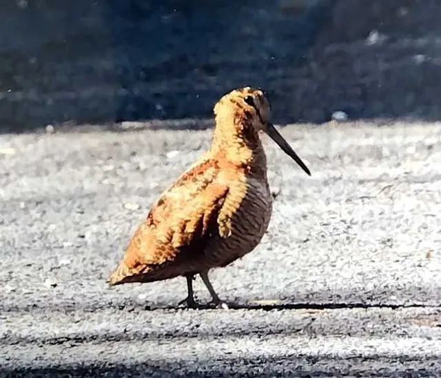 野鳥の写真