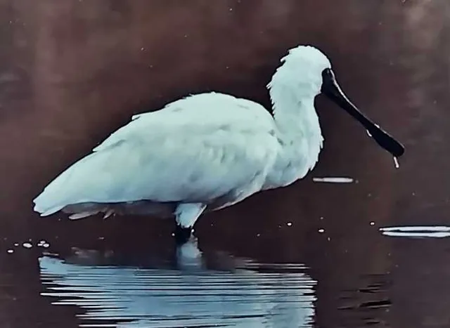 野鳥の写真