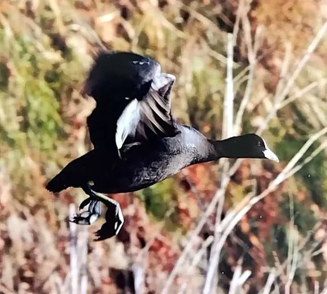 野鳥の写真