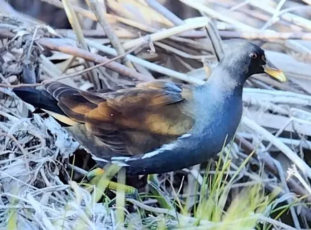 野鳥の写真