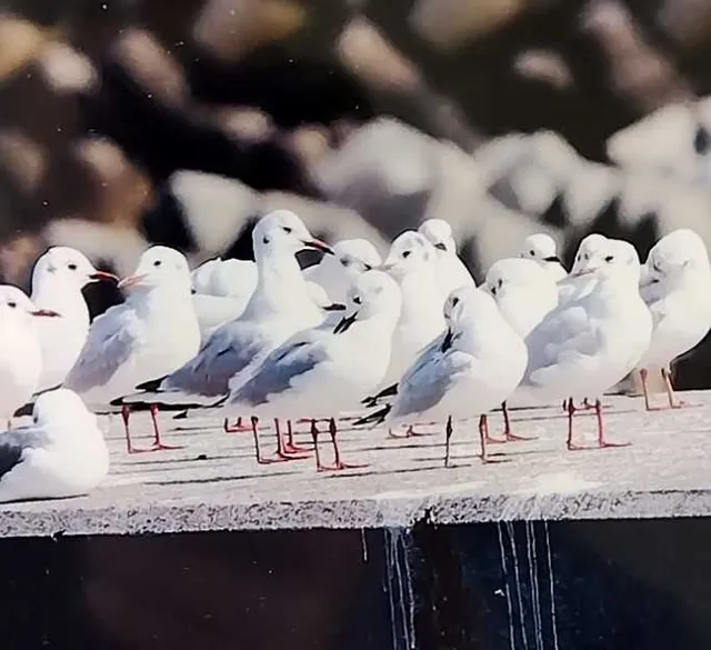野鳥の写真