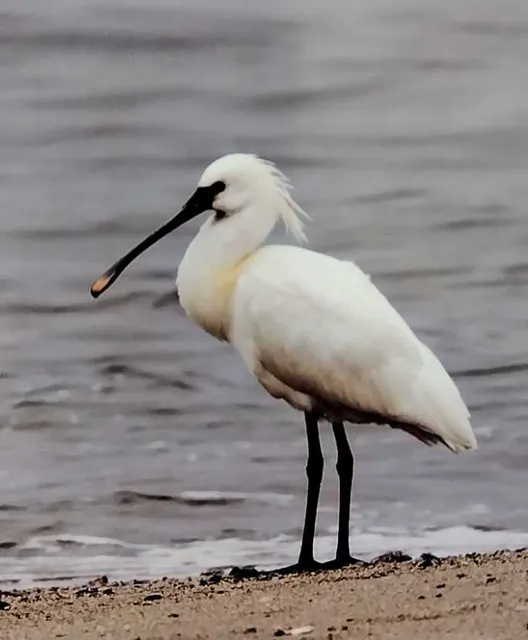 野鳥の写真