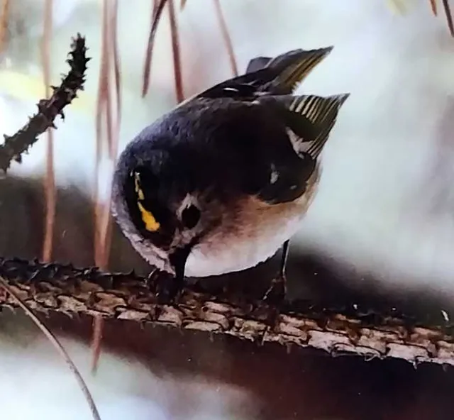 野鳥の写真