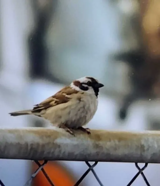 野鳥の写真