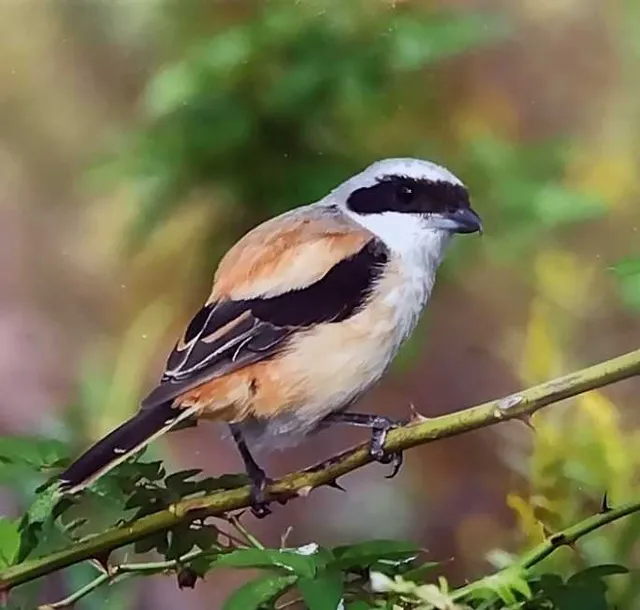 Species Image