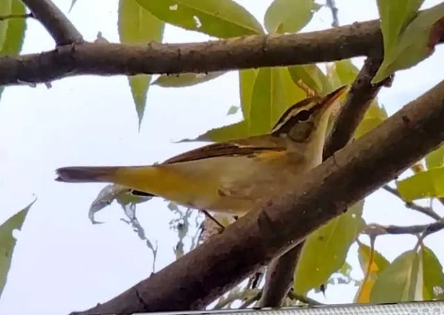 野鳥の写真