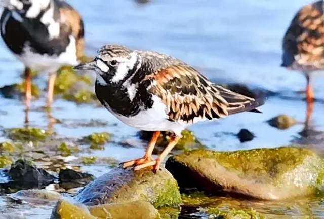 野鳥の写真