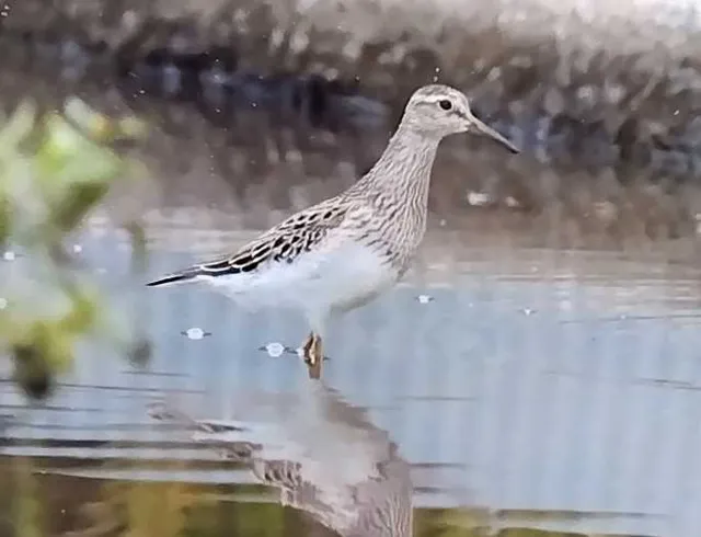 野鳥の写真
