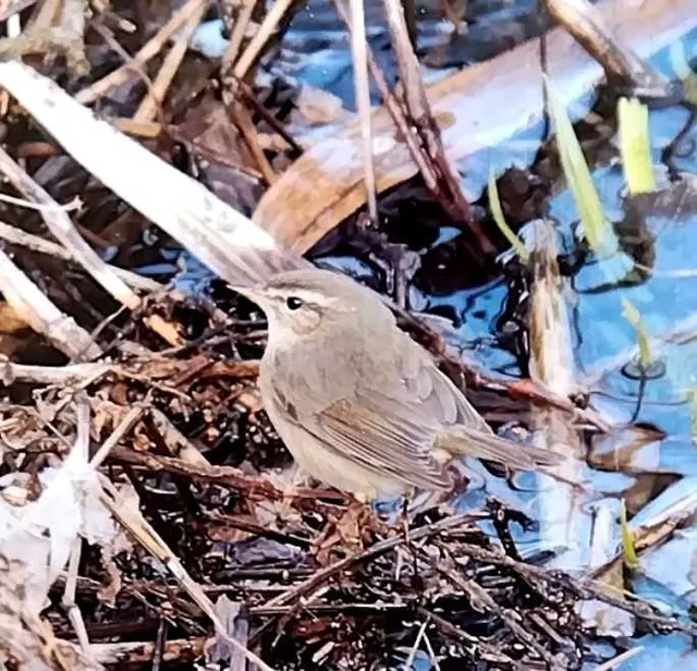 野鳥の写真