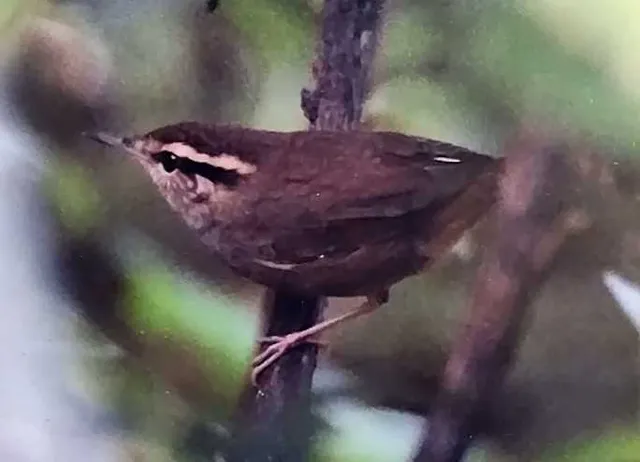 野鳥の写真