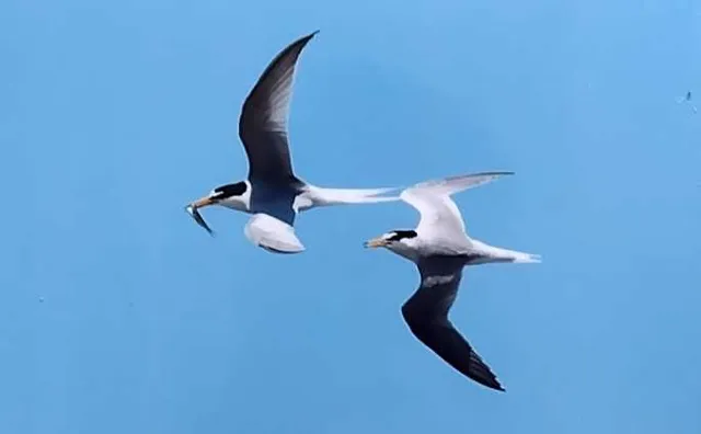 野鳥の写真