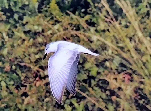 野鳥の写真