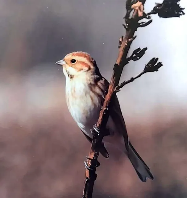 野鳥の写真