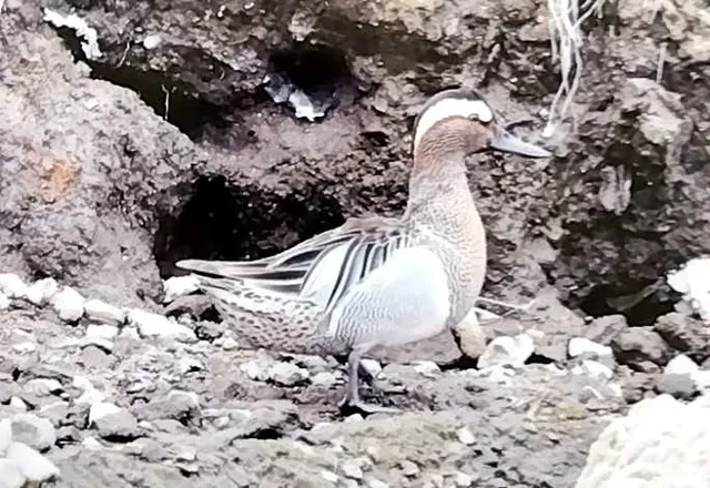 野鳥の写真