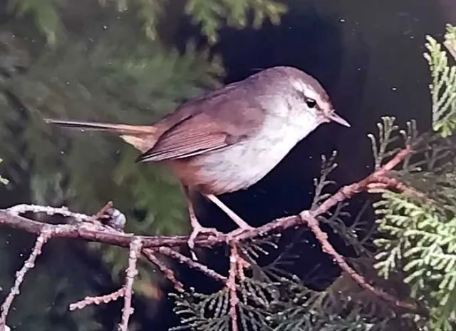 野鳥の写真